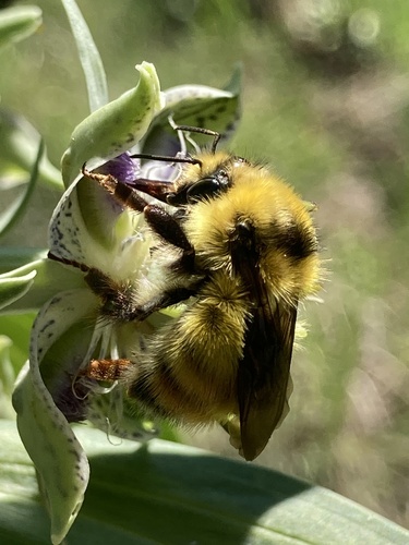 Great Basin Bumble Bee