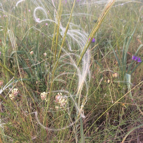 Stipa austroitalica