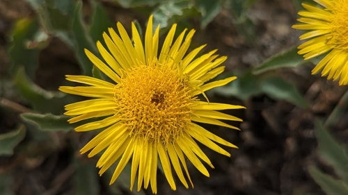 Large Bluntleaf Inula (Inula clarkei)