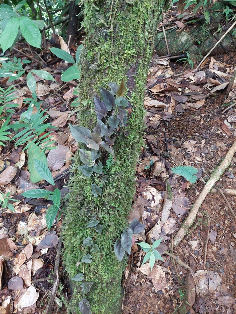Syngonium erythrophyllum
