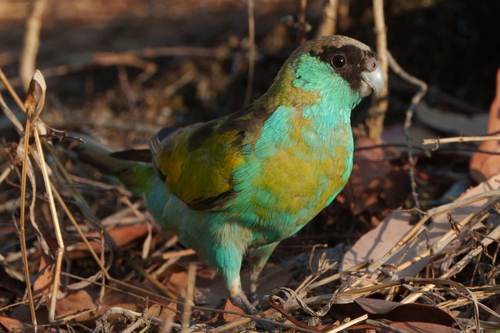 Psephotellus dissimilis