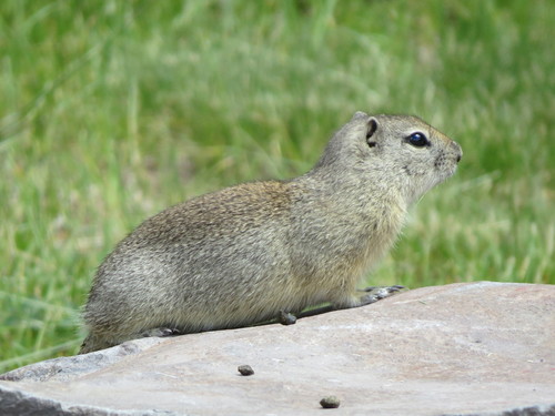 Belding's Ground Squirrel