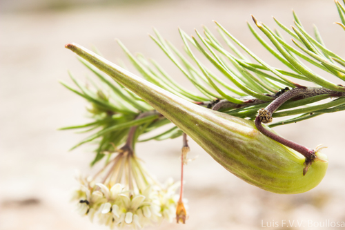 pineneedle milkweed