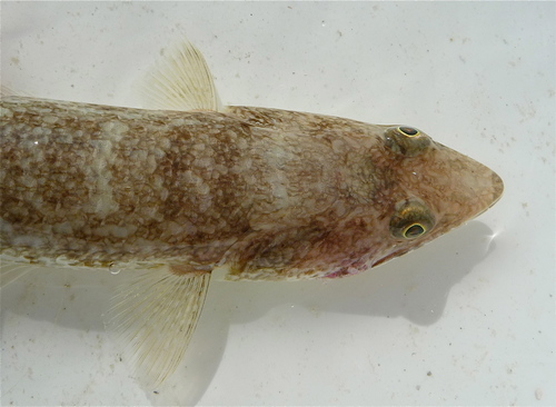 Inshore Lizardfish
