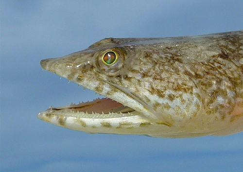 Inshore Lizardfish