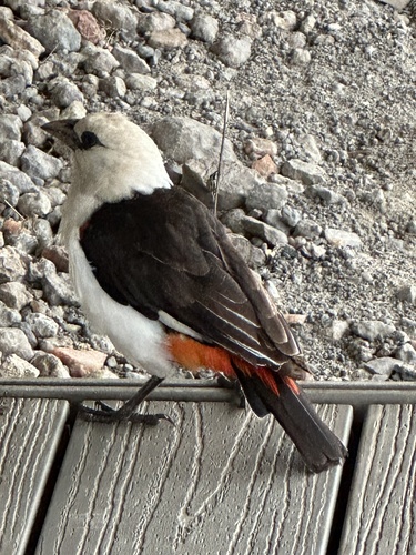 White-headed Buffalo-Weaver