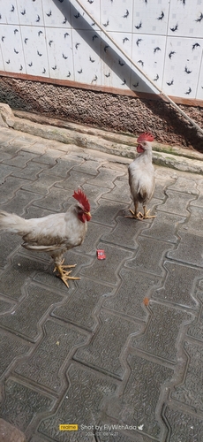 Domestic Chicken