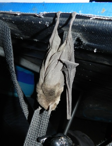 Tawny Naked-backed Bat