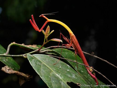Toxodera integrifolia