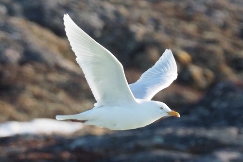 Glaucous Gull