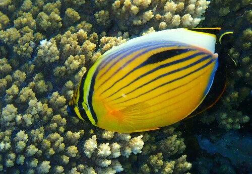Exquisite Butterflyfish — seen at this dive site