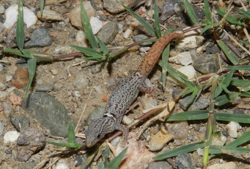 Least Gecko