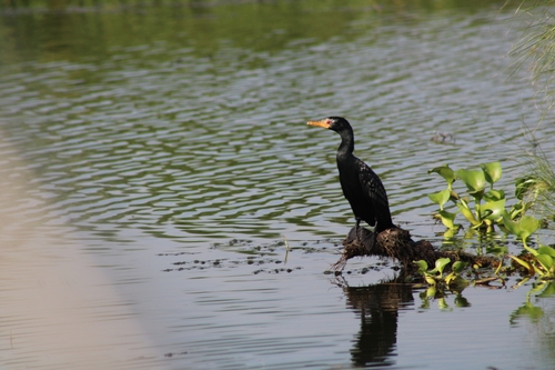 Reed Cormorant