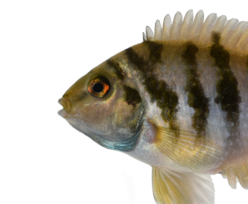 Convict Cichlid