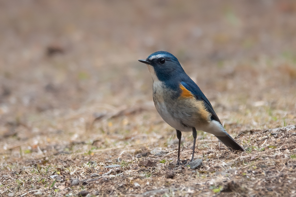 Qilian Bluetail photo