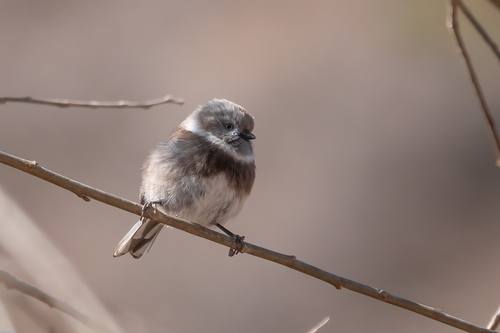 Sooty Tit