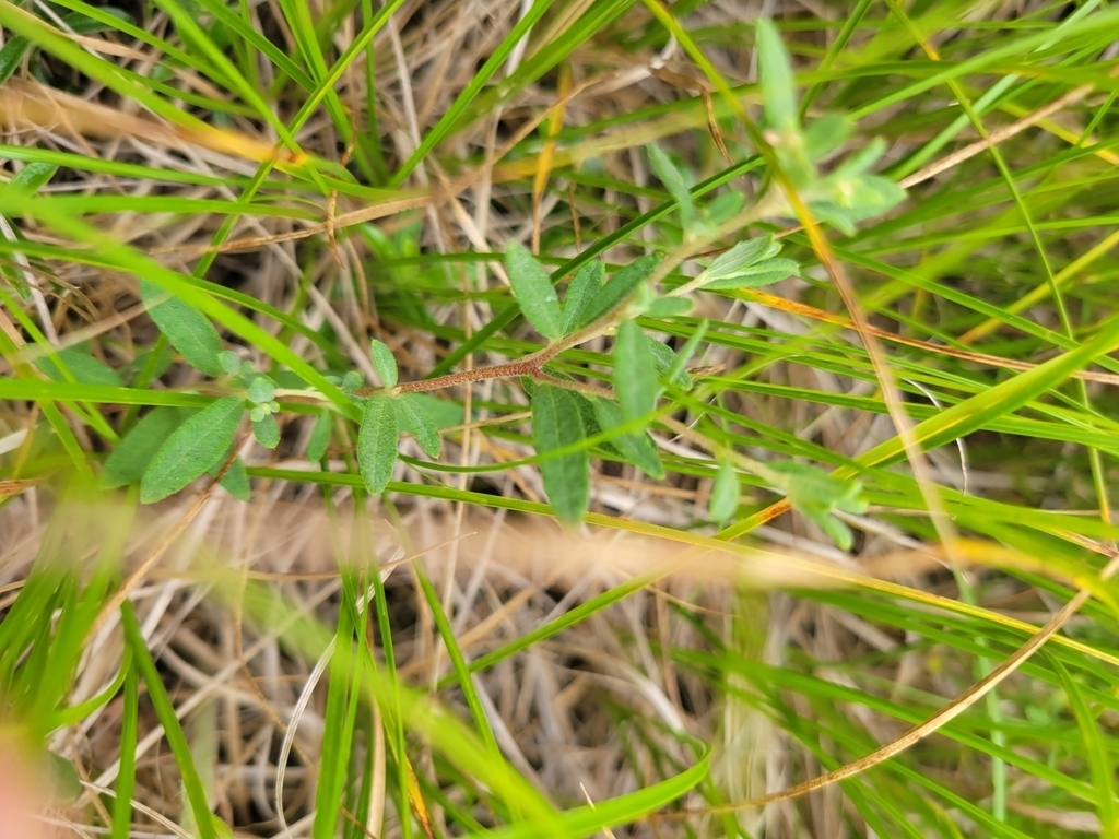 Canada frostweed (LLNF Grassland Species) · iNaturalist