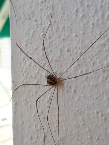 Cosmobunus granarius
