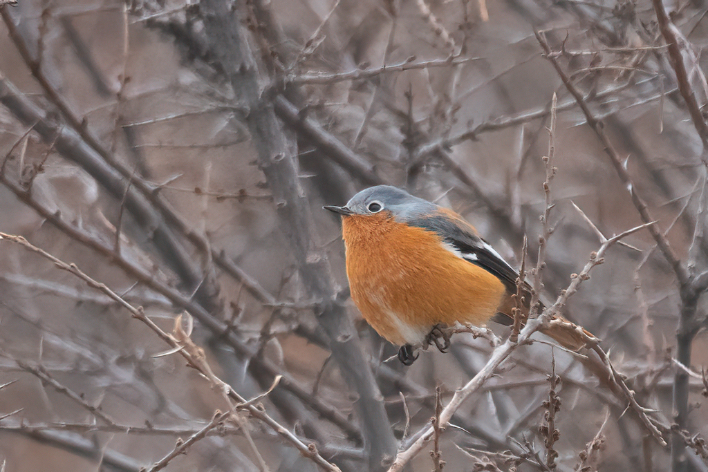Ala Shan Redstart photo