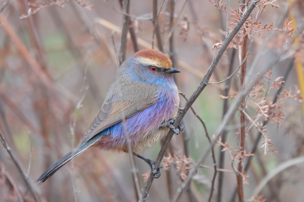White-browed Tit-Warbler