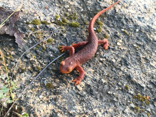 iNaturalist observation photo of Sierra Newt