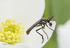 Dioctria hyalipennis image
