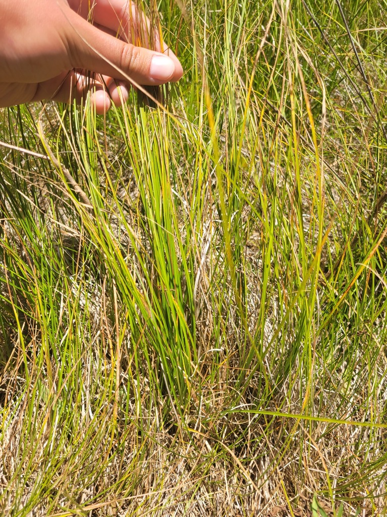 Pennsylvania sedge (LLNF Grassland Species) · iNaturalist