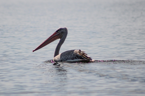 Pink-backed Pelican