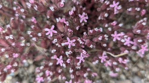 Saponaria prostrata