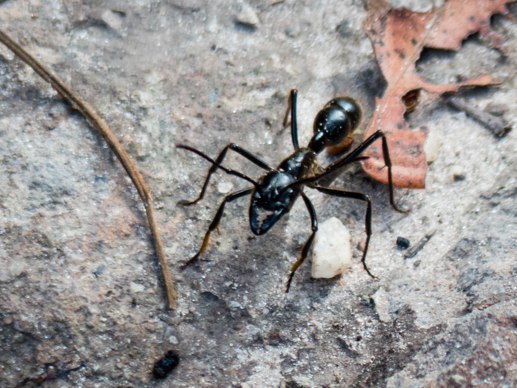 Dinoponera gigantea · iNaturalist