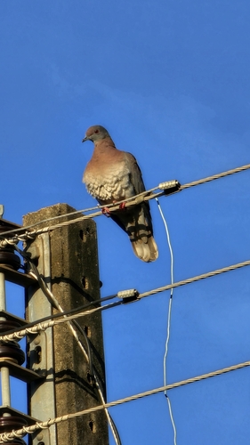 Pale-vented Pigeon
