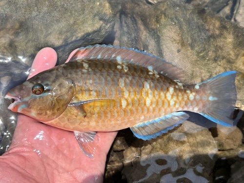 Blue-barred Parrotfish (Scarus ghobban)