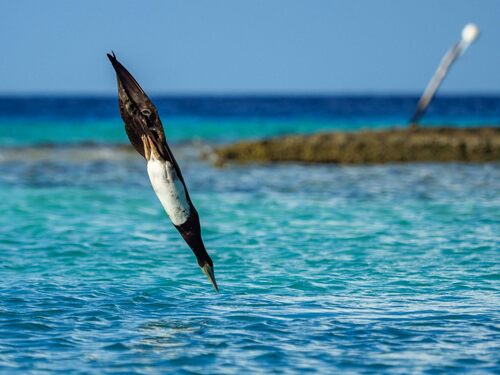 Brown Booby (Sula leucogaster)