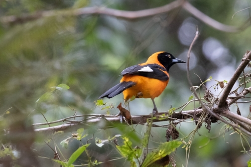 Orange-backed Troupial