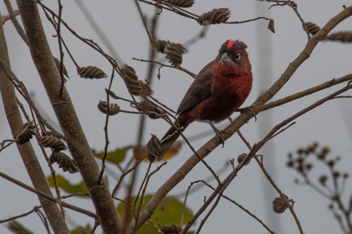 Red-crested Finch