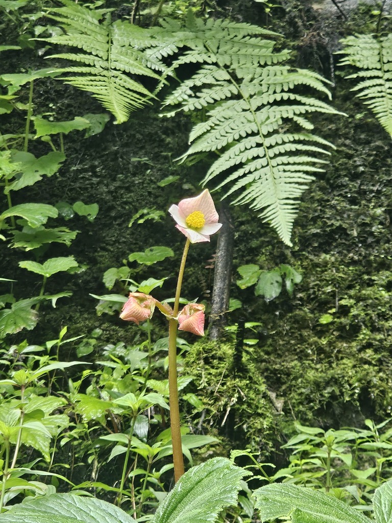 Begonia rosacea