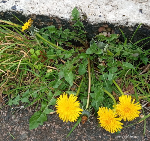 hairy-ribbed dandelion (Taraxacum semiglobosum)