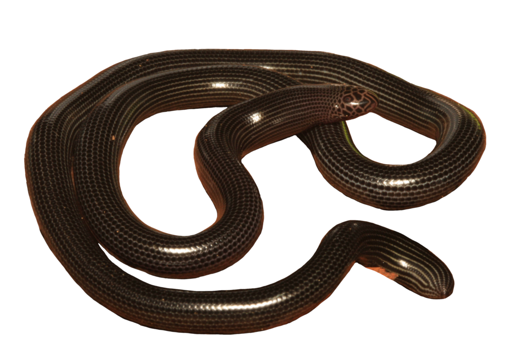 Red Blind Snake (Herps Species Guide - Tetepare) · iNaturalist