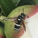 Walden’s Potter Wasp - Photo (c) Murray Fisher, all rights reserved, uploaded by Murray Fisher
