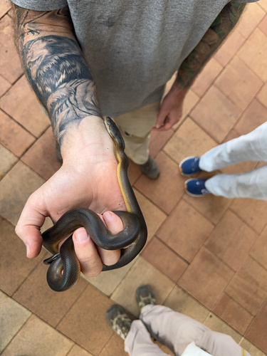 Water Python sighting