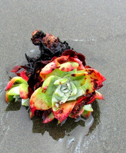 Bluff lettuce foliage