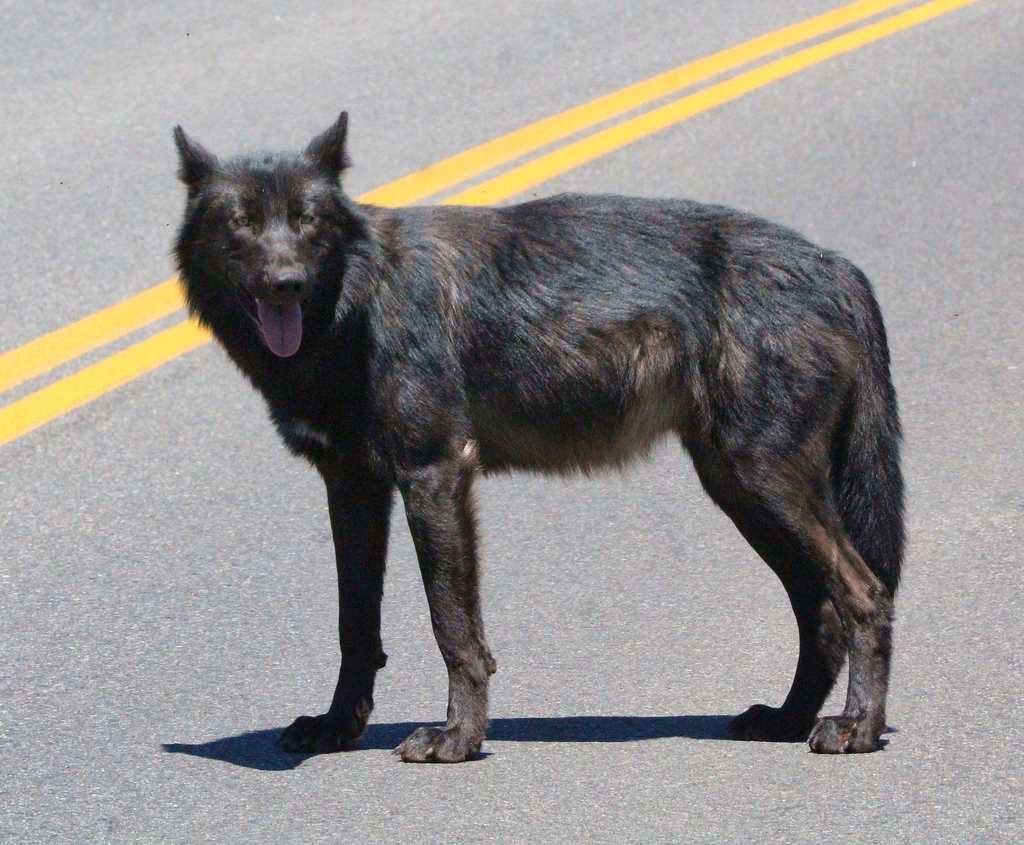 Gray Wolf in July 2024 by Halle Bayne. Rescue Creek Pack, 1 young adult ...