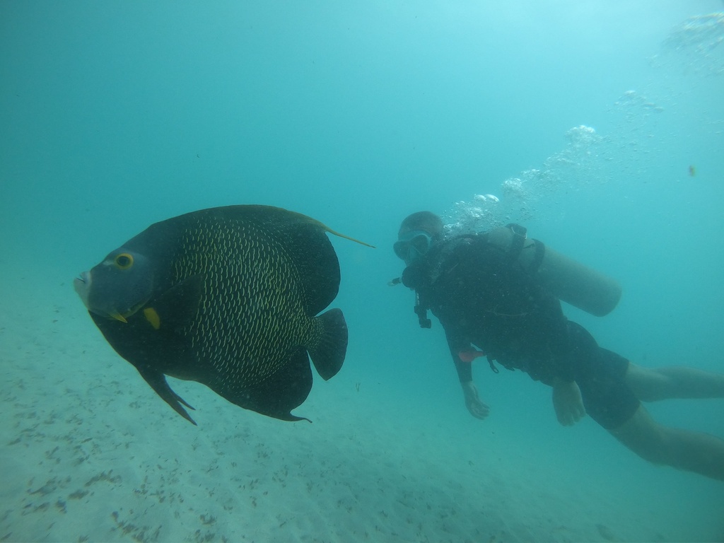 French Angelfish