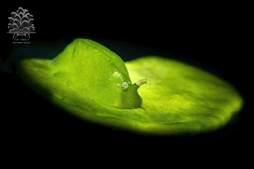 Elysia pusilla (Bergh, 1871)