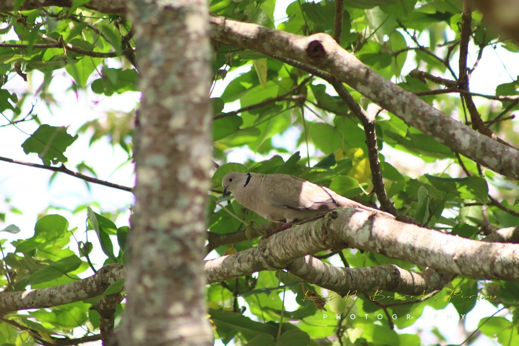 Eurasian CollaredDove from Reserva Territorial, Col. Santa Bárbara