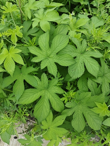 Japanese Hops