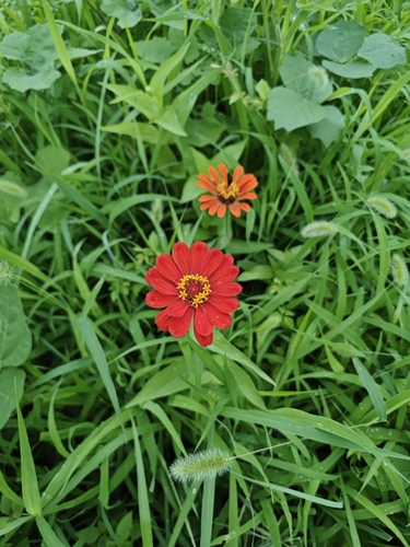 Elegant Zinnia