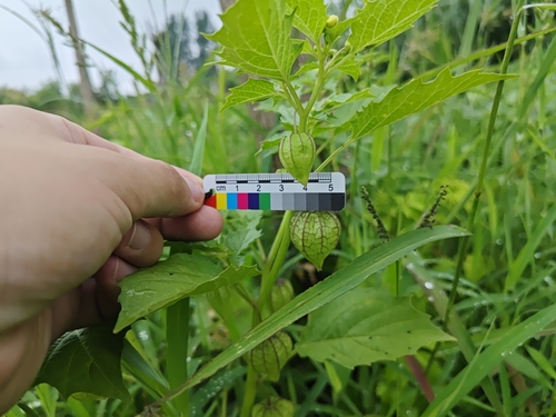 cutleaf groundcherry