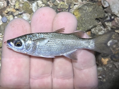 Snouted Mullet (Chaenomugil proboscideus)