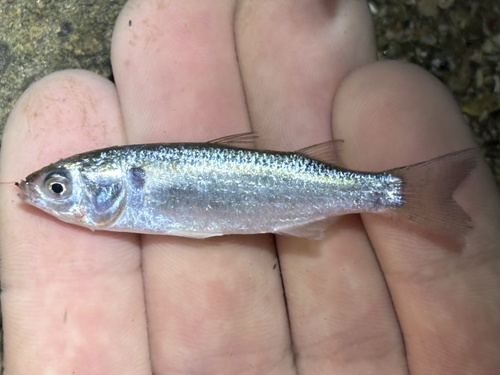 White Mullet (Mugil curema)